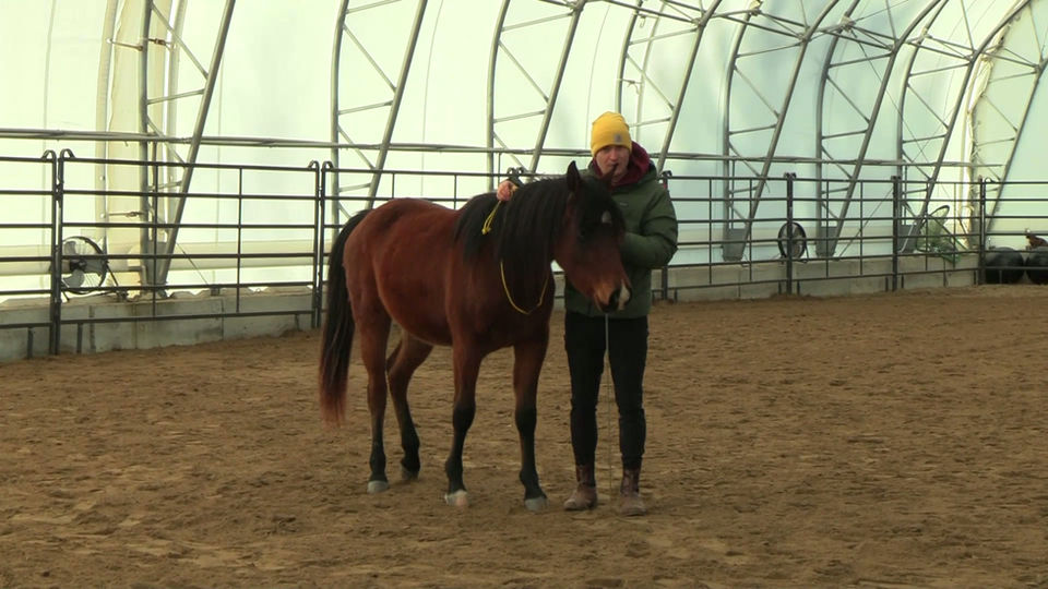 Bridleless Riding Prep - Introducing the Neck Rope on the Ground - Made with Clipchamp